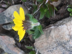 Arnica griscomii