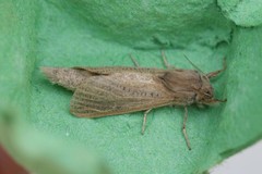 Phragmataecia castaneae