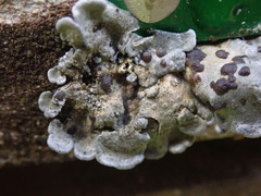 Coccocarpia erythroxyli