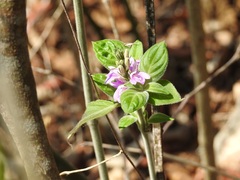 Justicia breviflora