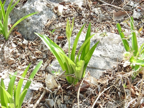 Hymenocallis acutifolia, photograph 4