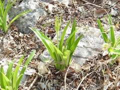 Hymenocallis acutifolia