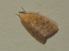 Earias luteolaria