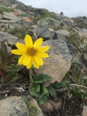 Arnica griscomii