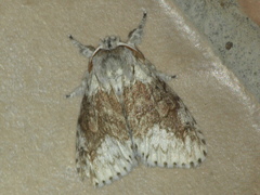 Dasychiroides pratti