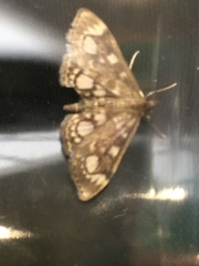Anania coronata