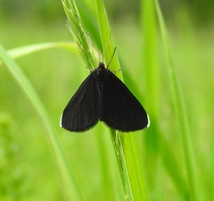 Odezia