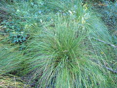 Carex dipsacea