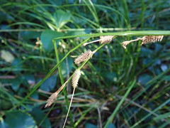 Carex dipsacea