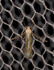 Calicotis sialota