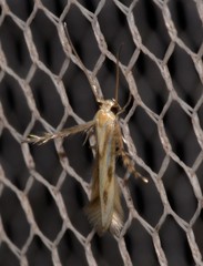Calicotis sialota