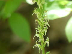 Platanthera leptopetala