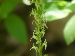 Platanthera leptopetala