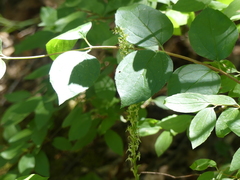 Platanthera leptopetala
