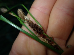 Carex dipsacea