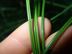 Carex dipsacea