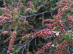 Thryptomene calycina