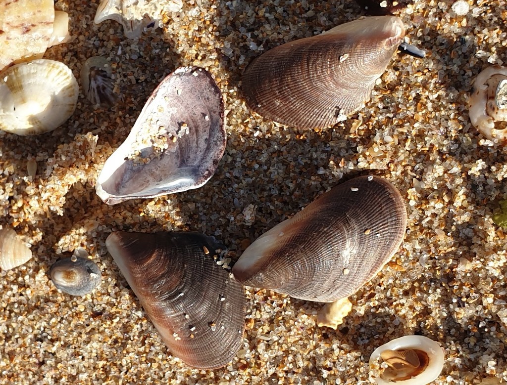 Hairy Mussel from Sydney NSW, Australia on June 18, 2020 at 0226 PM by