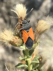 Melanopleurus bicolor