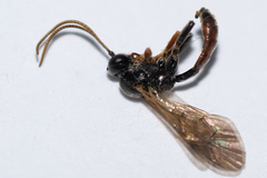 Tryphoninae