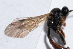 Tryphoninae