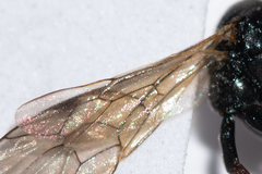 Tryphoninae