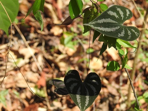 Dioscorea cyanisticta (Dioscorea cyanisticta)
