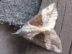 Hypena trigonalis