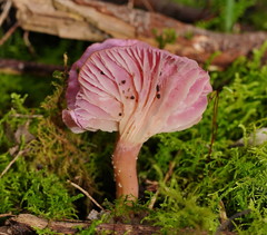 Hygrocybe cheelii