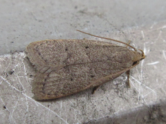 Dichomeris minutia