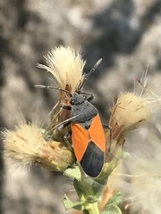 Melanopleurus bicolor