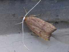 Lecitholaxa thiodora