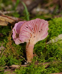 Hygrocybe cheelii