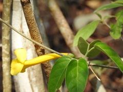 Anemopaegma chrysanthum