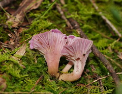 Hygrocybe cheelii