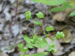 Euphorbia crenulata