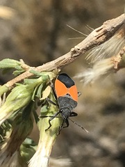 Melanopleurus bicolor