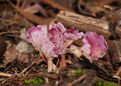Hygrocybe cheelii