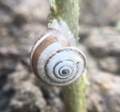 Helicella itala