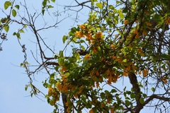 Dolichandra quadrivalvis