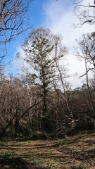 Eucalyptus macarthurii