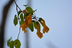 Dolichandra quadrivalvis