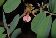 Fabaceae