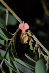 Fabaceae