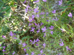 Clarkia biloba brandegeeae