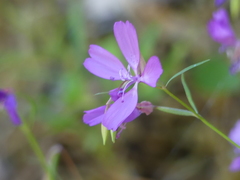 Clarkia biloba brandegeeae