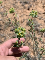 Euphorbia chamaesula