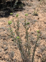 Euphorbia chamaesula