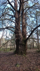 Eucalyptus macarthurii