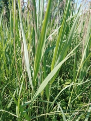 Phragmites australis